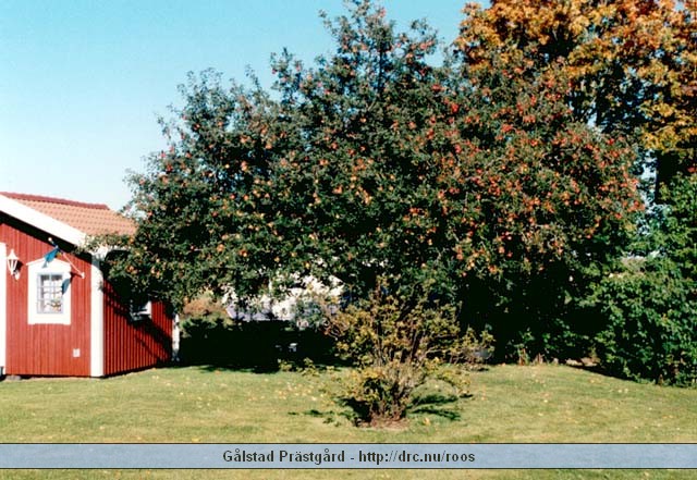 galstad31.jpg