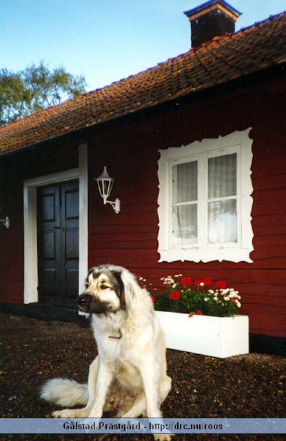 galstad49.jpg