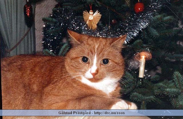 galstad62.jpg