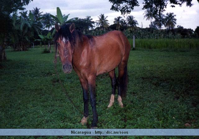 nicaragua012.jpg